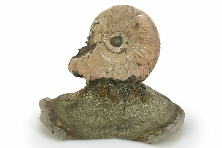 Iridescent, Pyritized Ammonite (Quenstedticeras) Fossil Display #316319